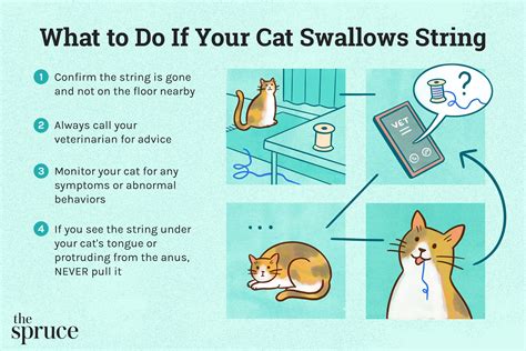 just swallows|What to Do If Your Cat Swallows a Staple